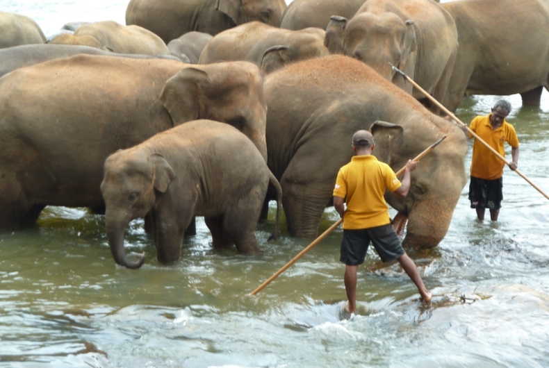 Elefantes Durante Viaje A Sri Lanka