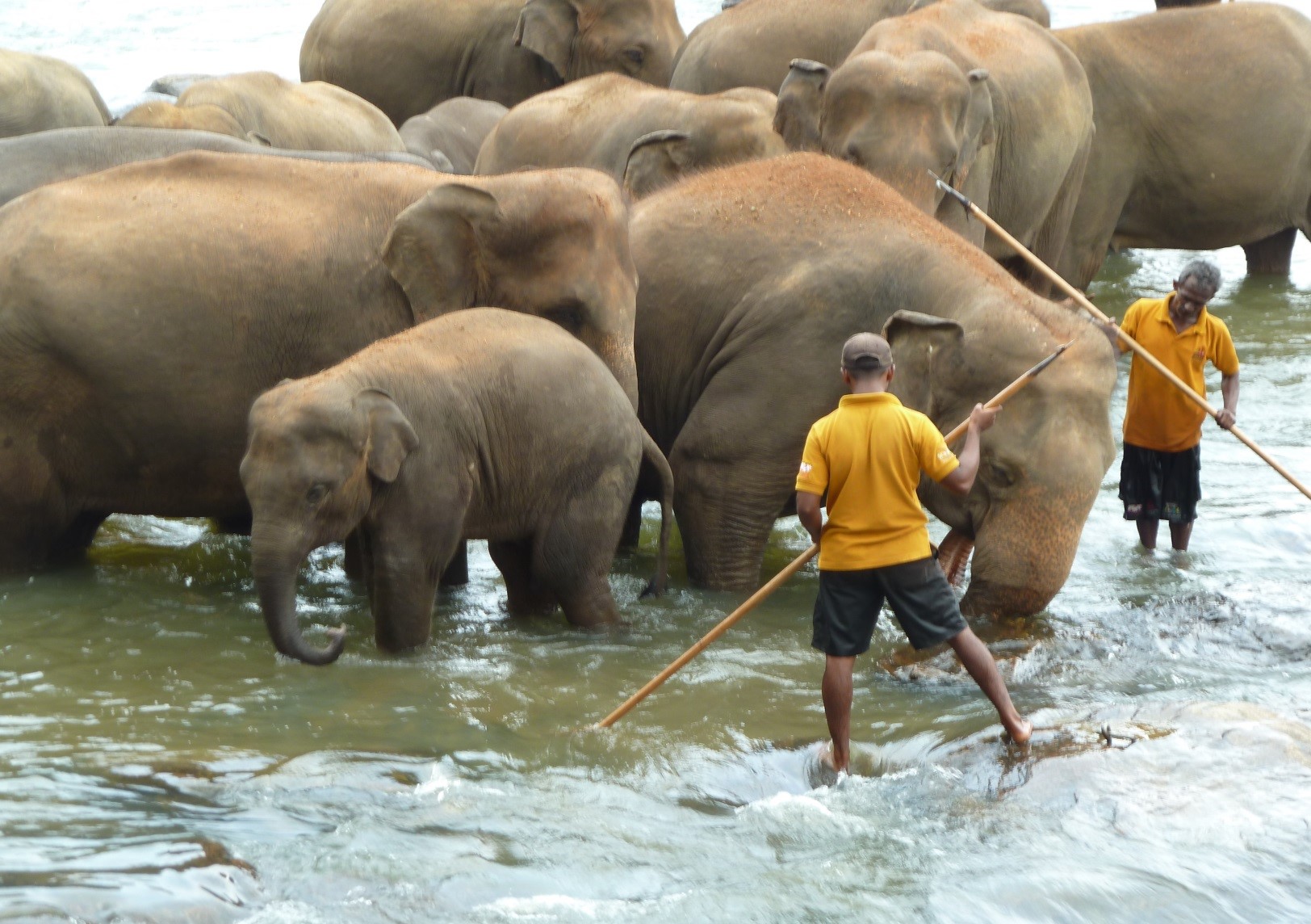 Elefantes durante viaje a Sri Lanka