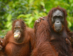 Que Hacer En Indonesia - Visita A Los Centros De Orangutanes
