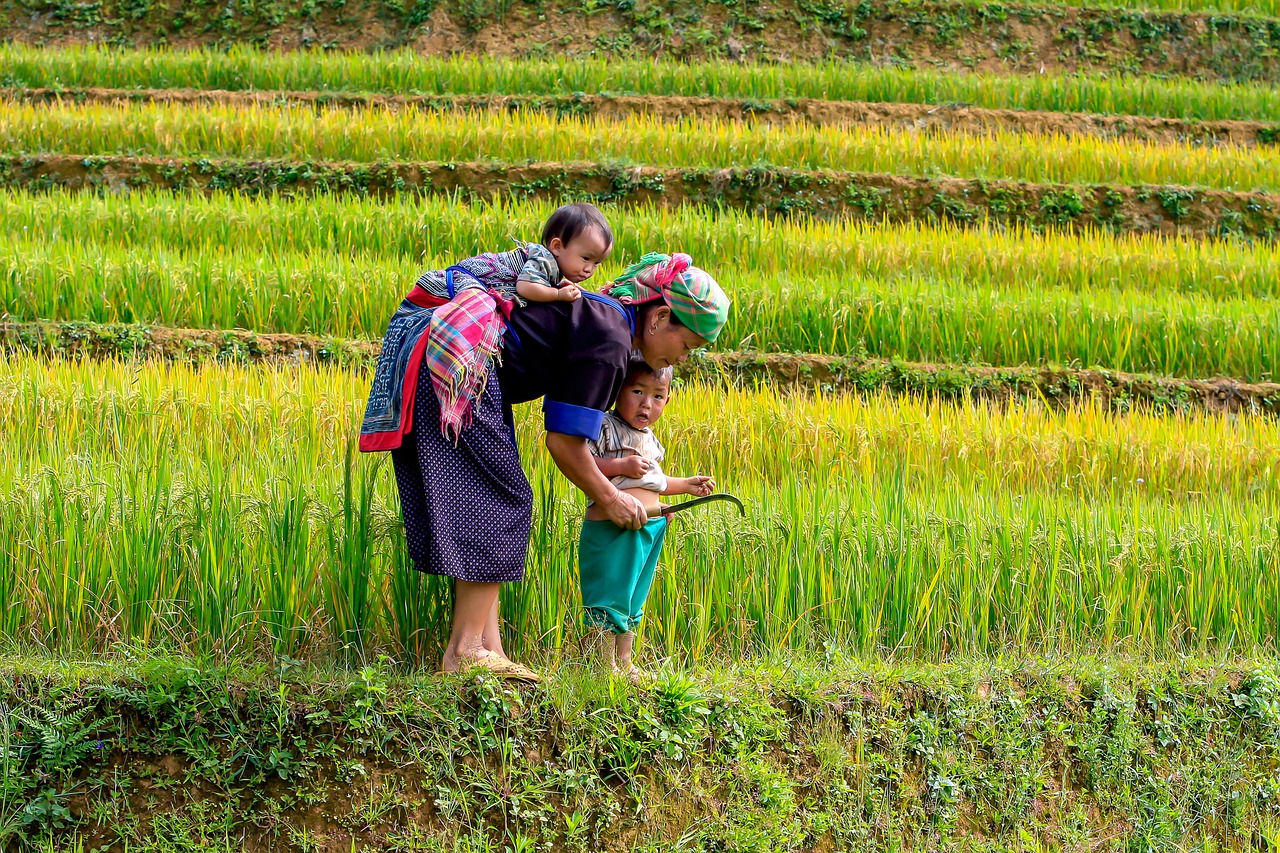 Campos de arroz - Vietnam