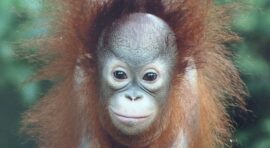 Borneo Malayo - Monos En La Camara